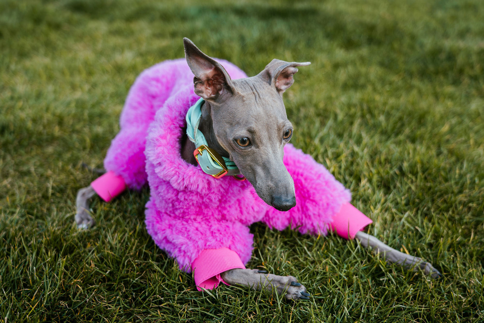 Câine de rasă greyhound îmbrăcat într-un palton pufos roz, culcat pe iarbă verde